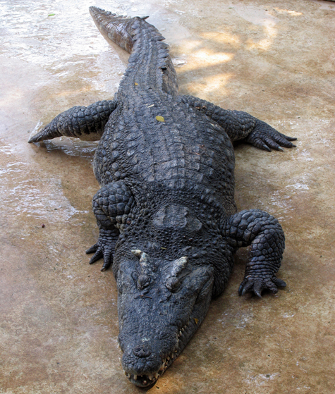 Больного крокодила чуть было не застраховал состоятельный москвич, удостоившийся «чести» стать его хозяином
