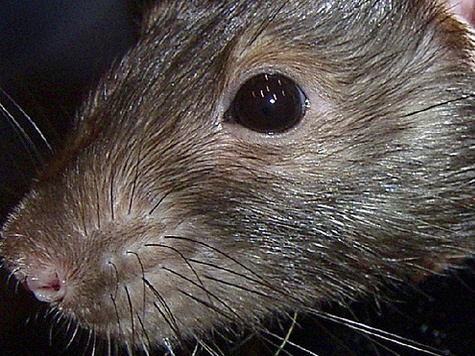 Барни Слоан занимался изучением эпидемии чумы, опустошившей Европу в XIV веке