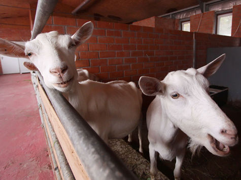Инфекция была обнаружена у барашка, купленного вместе с другими овцами для выращивания