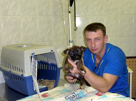 Почему ветеринаров преследуют за лечение собак под наркозом