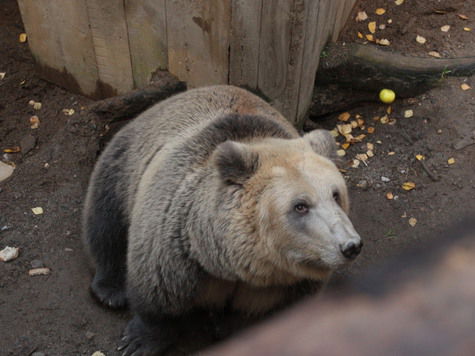 Карельские защитники животных требуют закрыть зоокомплекс, в котором медведица напала на людей