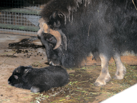 Еще один новорожденный появился в большой семье овцебыков в Московском зоопарке