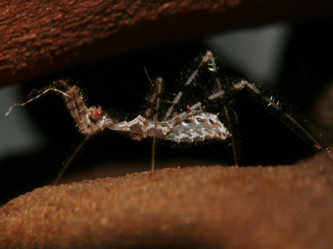 Жуки-убийцы ловят пауков в их собственные сети