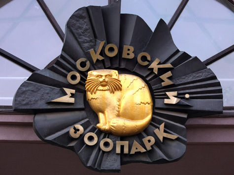 Настоящий государственный переворот среди своих сородичей совершил дагестанский тур в Московском зоопарке