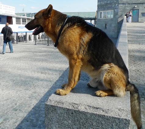Догхантеры утверждают, что не убивали собак в парке 50-летия Октября