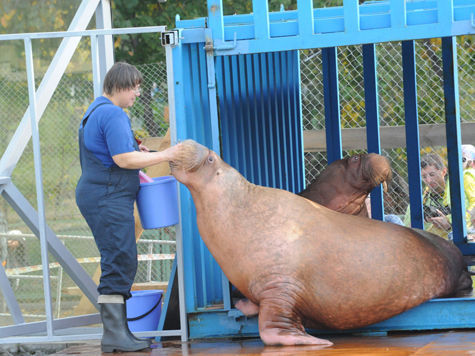 Стать свидетелями того, как моржи учат уроки, могут посетители Московского зоопарка