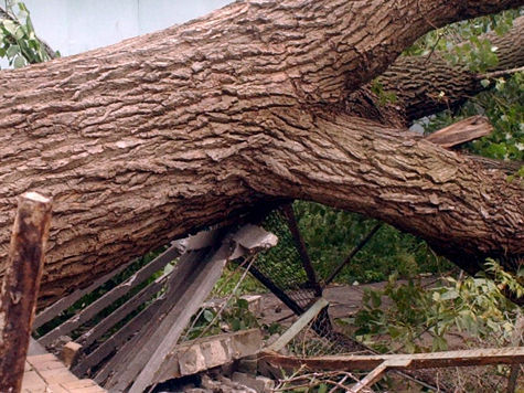 Из-за разгулявшейся стихии на мужчину упало дерево