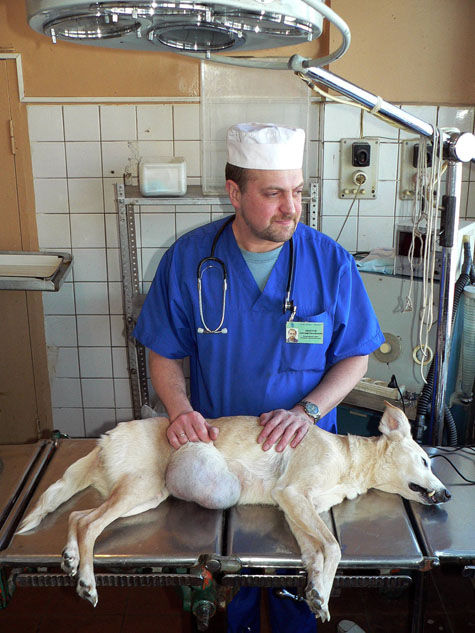 Разрешить всем ветеринарам открыто использовать препарат кетамин для лечения животных могут вскоре в России