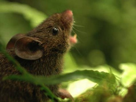 Мыши издают особые вокальные звуки, которые человек едва может разобрать