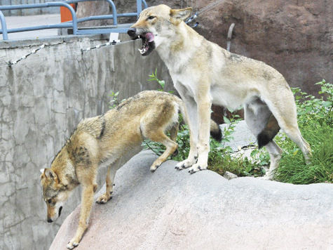 Радовать посетителей Московского зоопарка «песнями» после длительного отсутствия снова будут серые волки