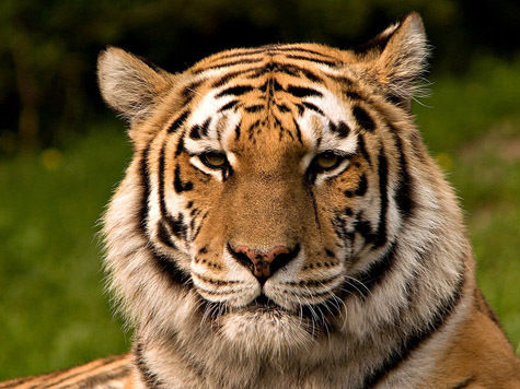 Амурскую тигрицу со сказочным именем сегодня выпустили на волю