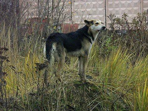 Жестокую расправу учинил над дворнягой в пятницу на юге столицы 31-летний безработный москвич.