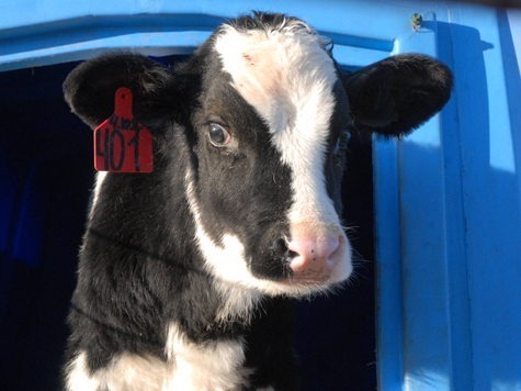 Россельхознадзор с 20 марта приостанавливает импорт из ЕС живых коров, коз, овец и свиней