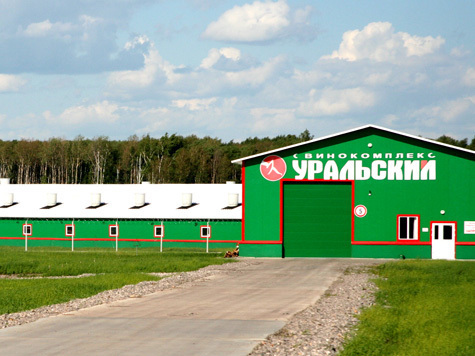 Развитие отрасли на примере свинокомплекса «Уральский»