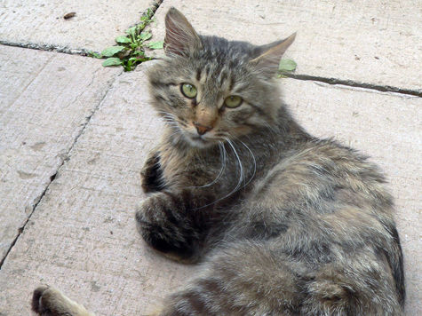 Необычную живучесть продемонстрировала питомица москвичей — кошка по кличке Алиса