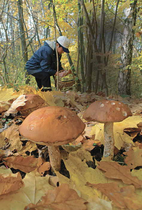«МК» выяснил, где лучше всего этим летом охотиться на грибы