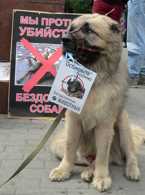 Каждую неделю в Москве от рук догхантеров гибнет от 20 до 30 псов 