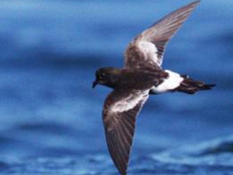 Возле Чили открыта неизвестная морская птица. По словам ученых, это первая новая  морская птица за 55 лет.