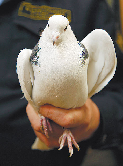 Журналисты нашли приют сбежавшему голубю в Московском зоопарке