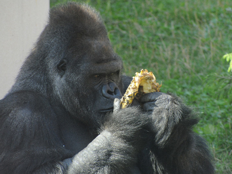 Горилла, которая два месяца назад приехала в Московский зоопарк из Чехии, подружилась со своими соседями