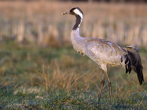 В Нижегородской области погибла треть серых журавлей
