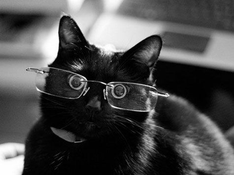 Мероприятие состоится 17 ноября — в День черных котов. Этот праздник отмечается только в Италии, но ветеринары и зоозащитники Челябинска также решили его поддержать. 