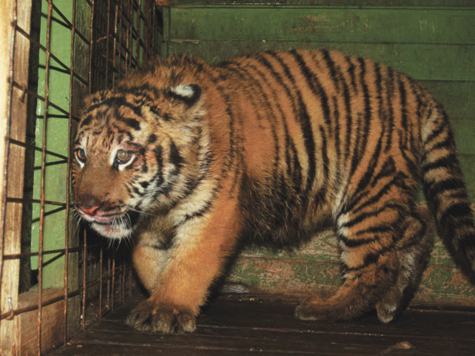 Молодого тигра, которого прежние владельцы буквально выкинули на улицу умирать, спасли на днях столичные экологи