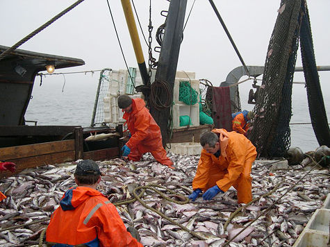 Минсельхоз РФ презентовал программу развития рыболовства страны на ближайшие годы
