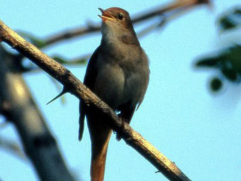 Больше всего певчих птиц зафиксировано в Северо-Восточном округе