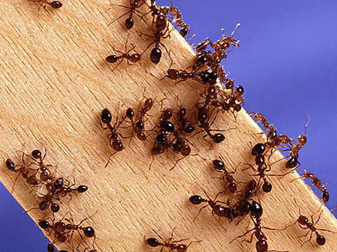 Новый вид муравьев, которые поедают провода и «заселяют» гаджеты, обнаружили в США