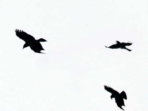 Орнитологи опровергли любые домыслы о том, что свердловские вороны могут быть хоть как-то политизированы