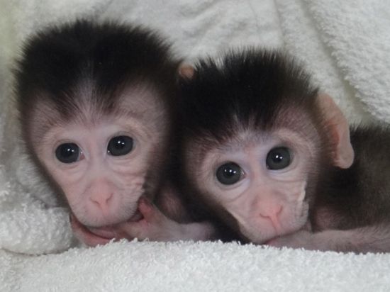 Китайским ученым впервые удалось создать направленные мутации в эмбрионах обезьян