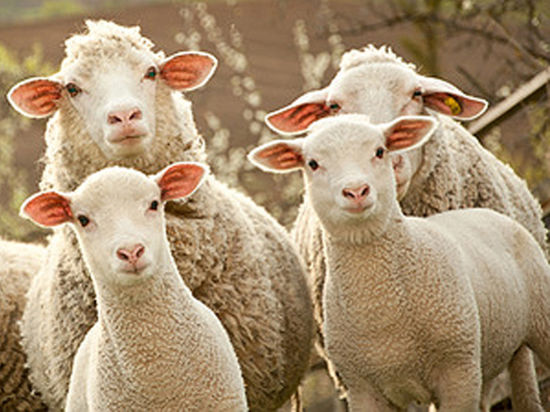 За последние дни на местных фермах от страшных ран умерли 26 овец
