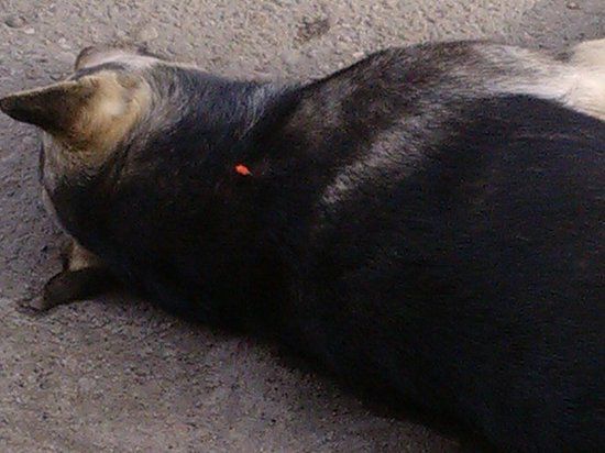 В Казани перед входом в детский сад застрелили бездомную собаку 