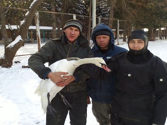 Сегодня в Ростове спасли лебедя