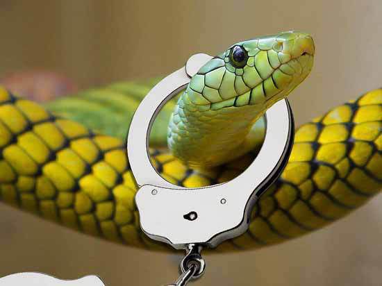 Приставы Красноярского края арестовали крокодила и змей