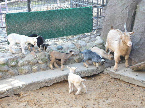 В Московском зоопарке детеныши родились сразу у двух самочек миниатюрной породы овечек