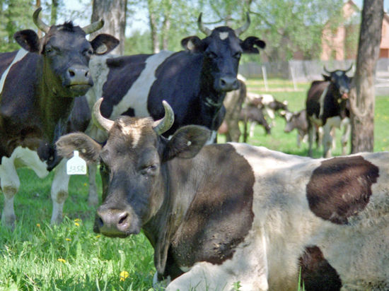 Новый метод скотоводства основан на генетическом планировании качеств будущих буренок