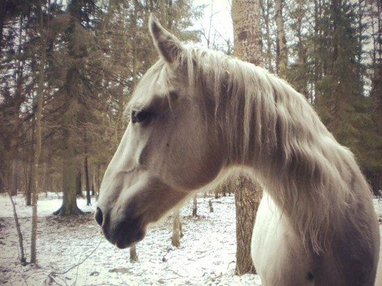 Лошадь едва не затоптала учеников петрозаводской школы