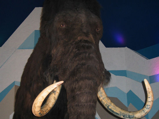 В Якутии построят большую холодильную установку для останков древних животных

