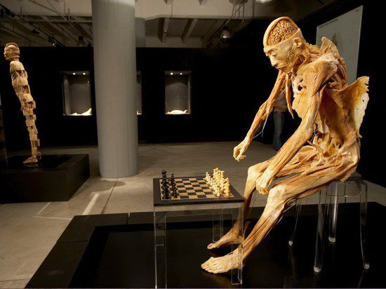 Выставка «Тайны тела» не может найти себе место в Краснодаре
