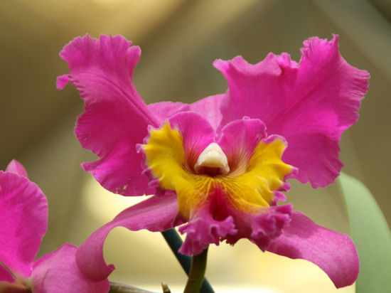 Где спрятаться от нынешних тревог и проблем? Где найти покой и красоту? Да хоть бы на выставке орхидей в Нью-Йоркском ботаническом саду! 