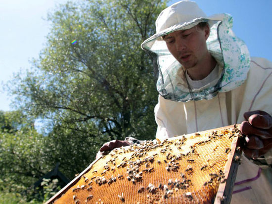 Все больше петербургских дачников начинают заниматься пчеловодством
