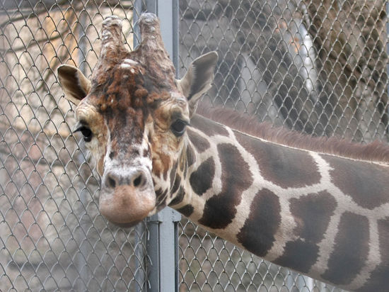 Зоопарк Копенгагена не понесет ответственности за убийство животного