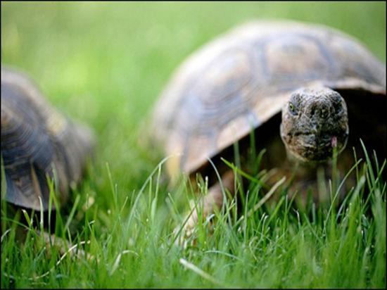 В отличие от людей, с возрастом черепахи Gopherus agassizii умирают реже, чем в молодости