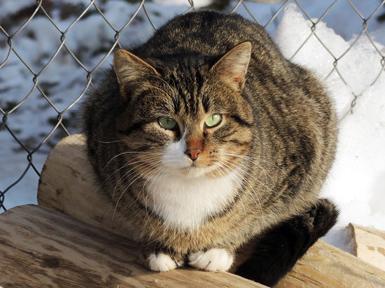 ВОЛОНТЕРСКИЕ ПУНКТЫ, предоставляющие кров и пищу бродячим кошкам, могут появиться в СНТ Подмосковья уже осенью этого года