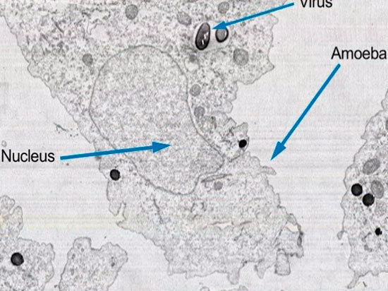 Ученые впервые нашли гигантский вирус в древних отложениях вечной мерзлоты в районе реки Колыма
