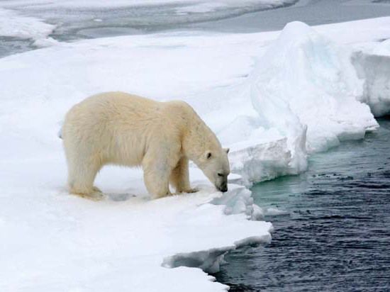 В ближайшие годы в Арктике станет только холоднее