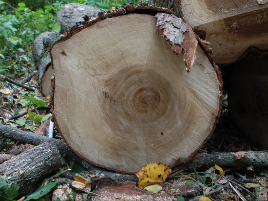 Шведские защитники природы требуют от IKEA прекратить заготовку древесины в ценных лесах Карелии