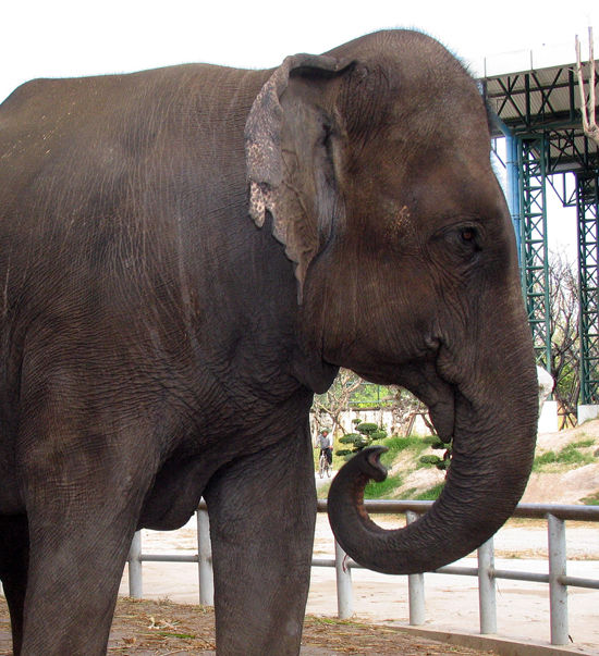 Слониха по кличке Прима умерла на днях в Московском зоопарке из-за нарушения работы кишечника